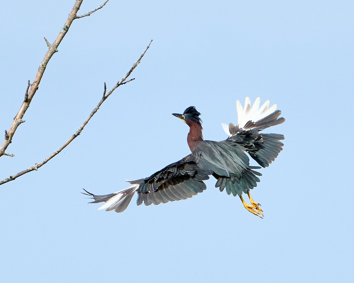 Airone verde - ML644957627