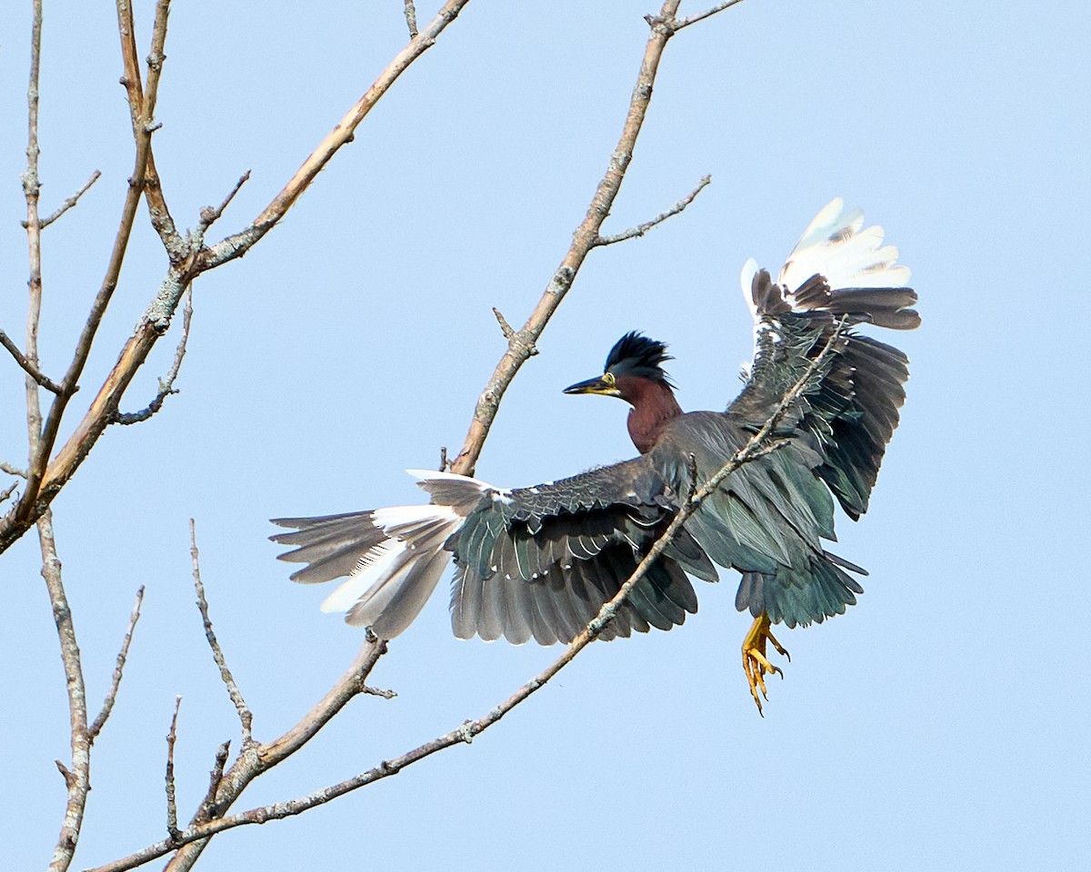 Airone verde - ML644957638