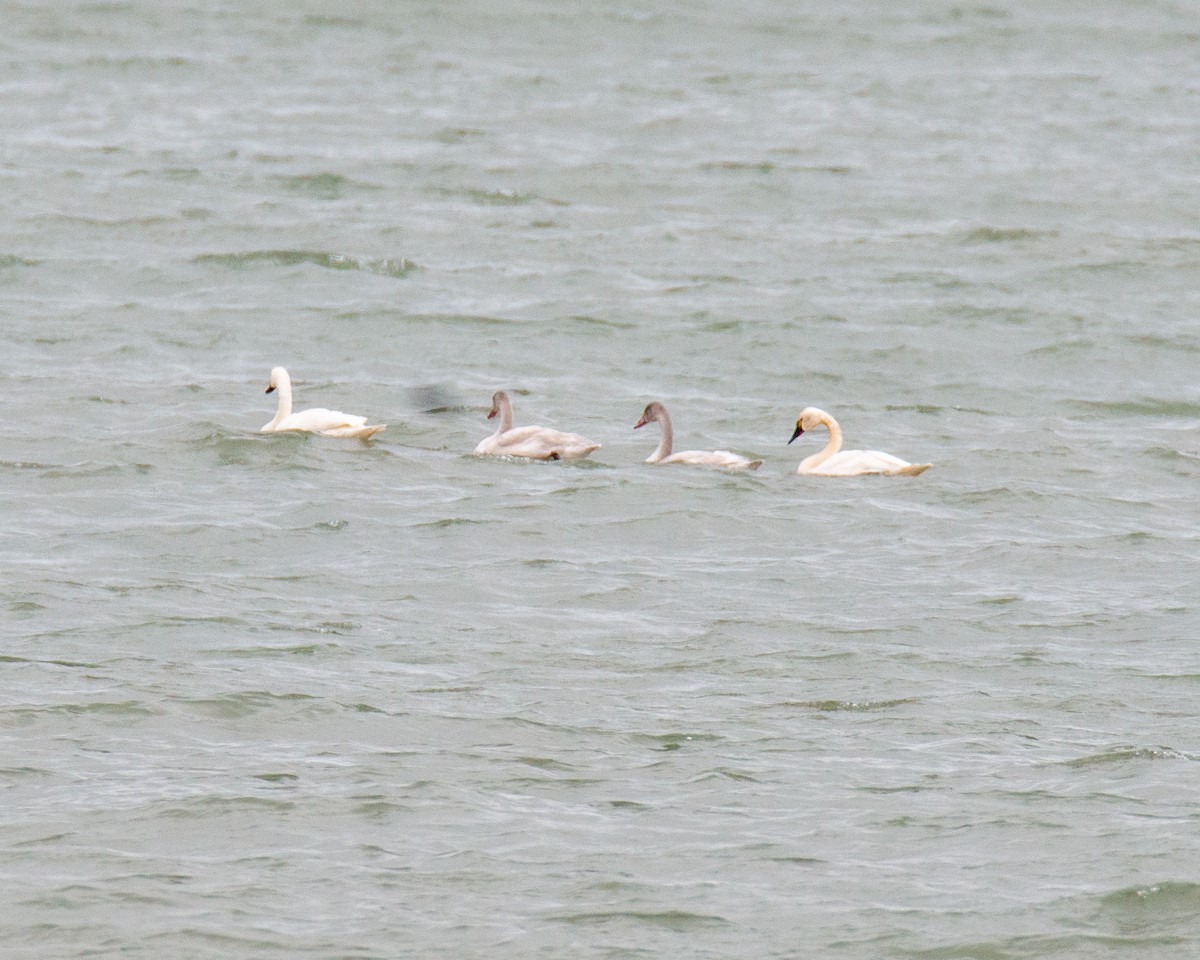 Tundra Swan - ML644957644