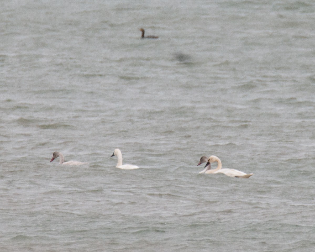 Tundra Swan - ML644957645