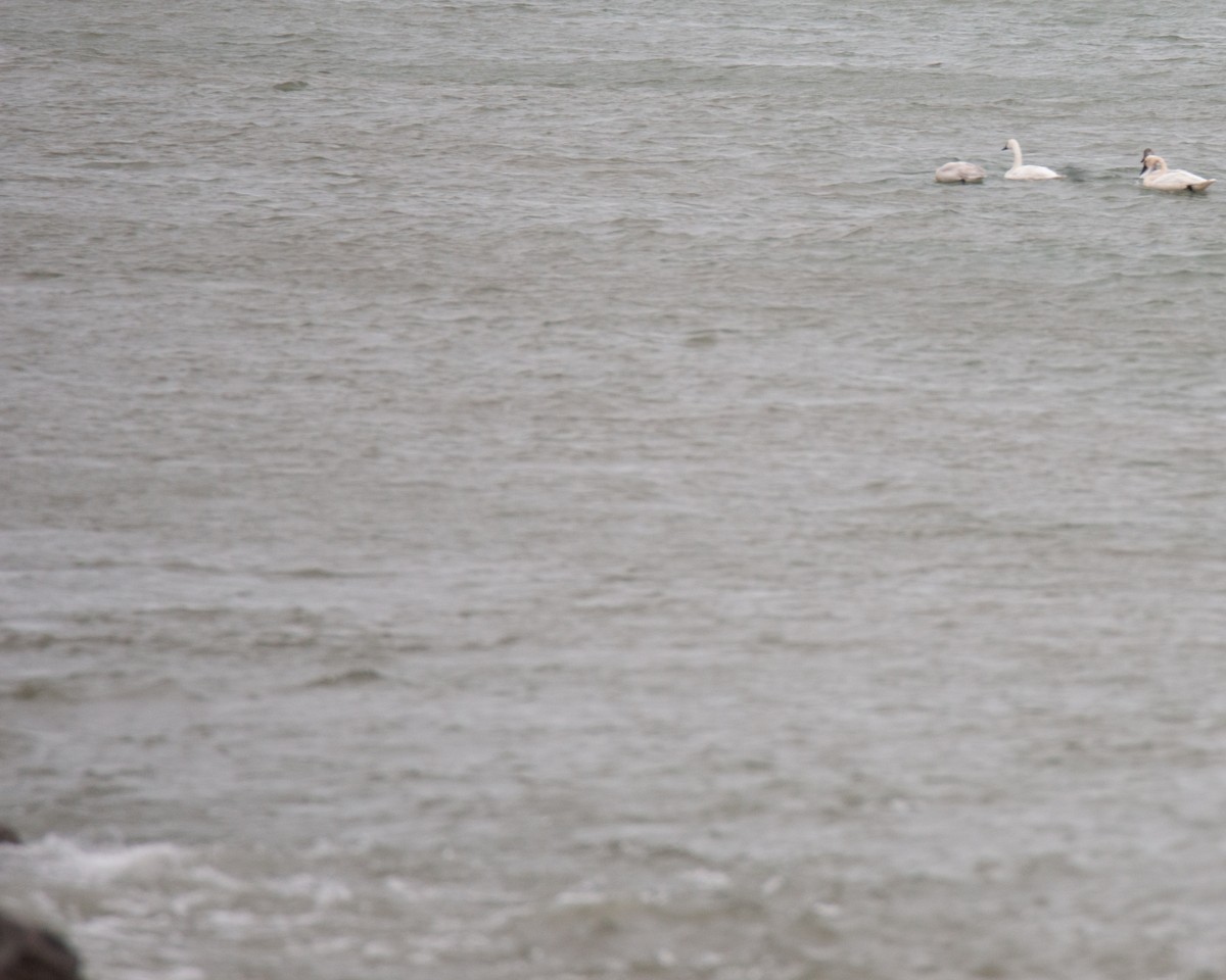 Tundra Swan - ML644957646