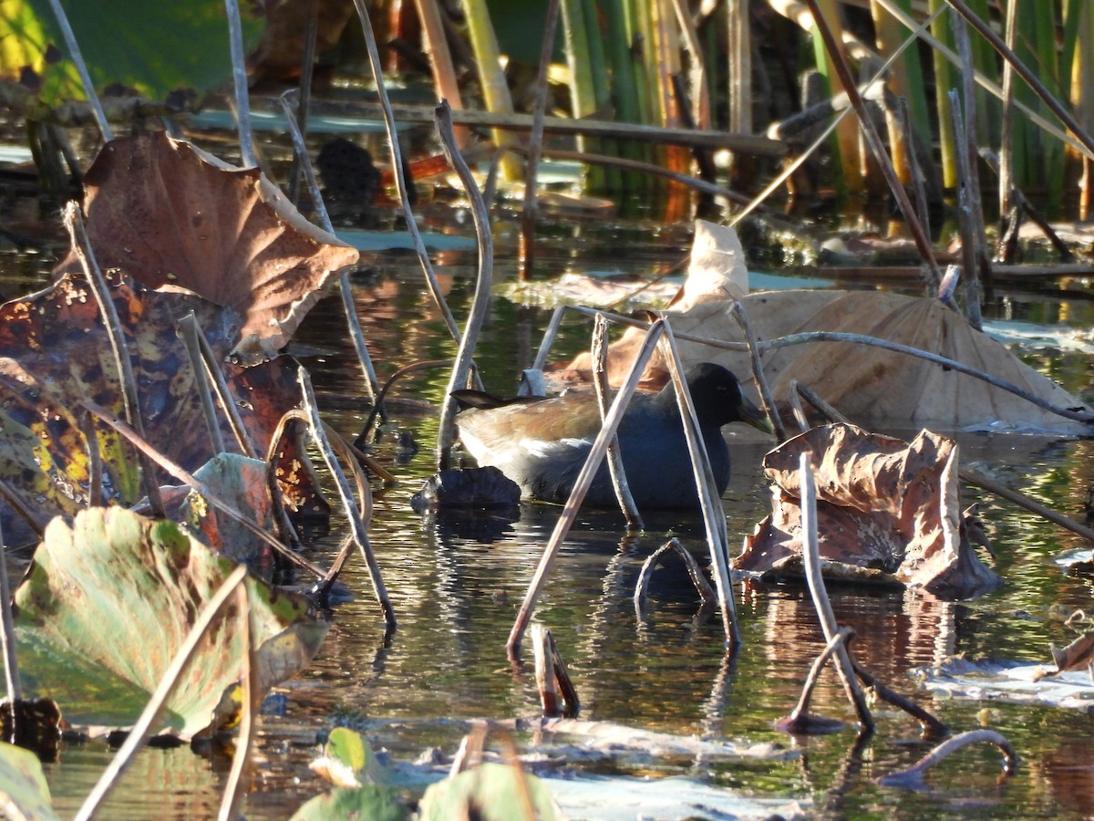 slípka americká - ML644957647