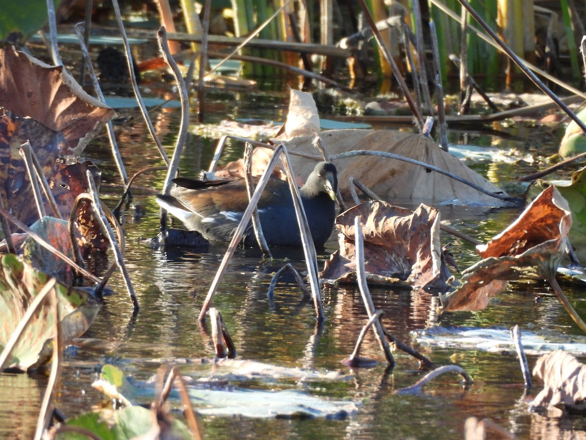 slípka americká - ML644957648