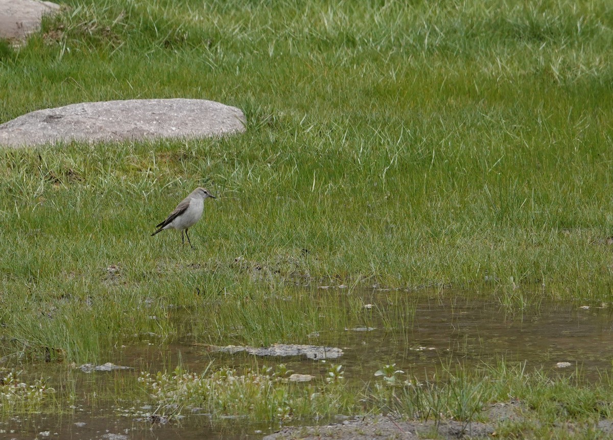 White-browed Ground-Tyrant - ML644957652