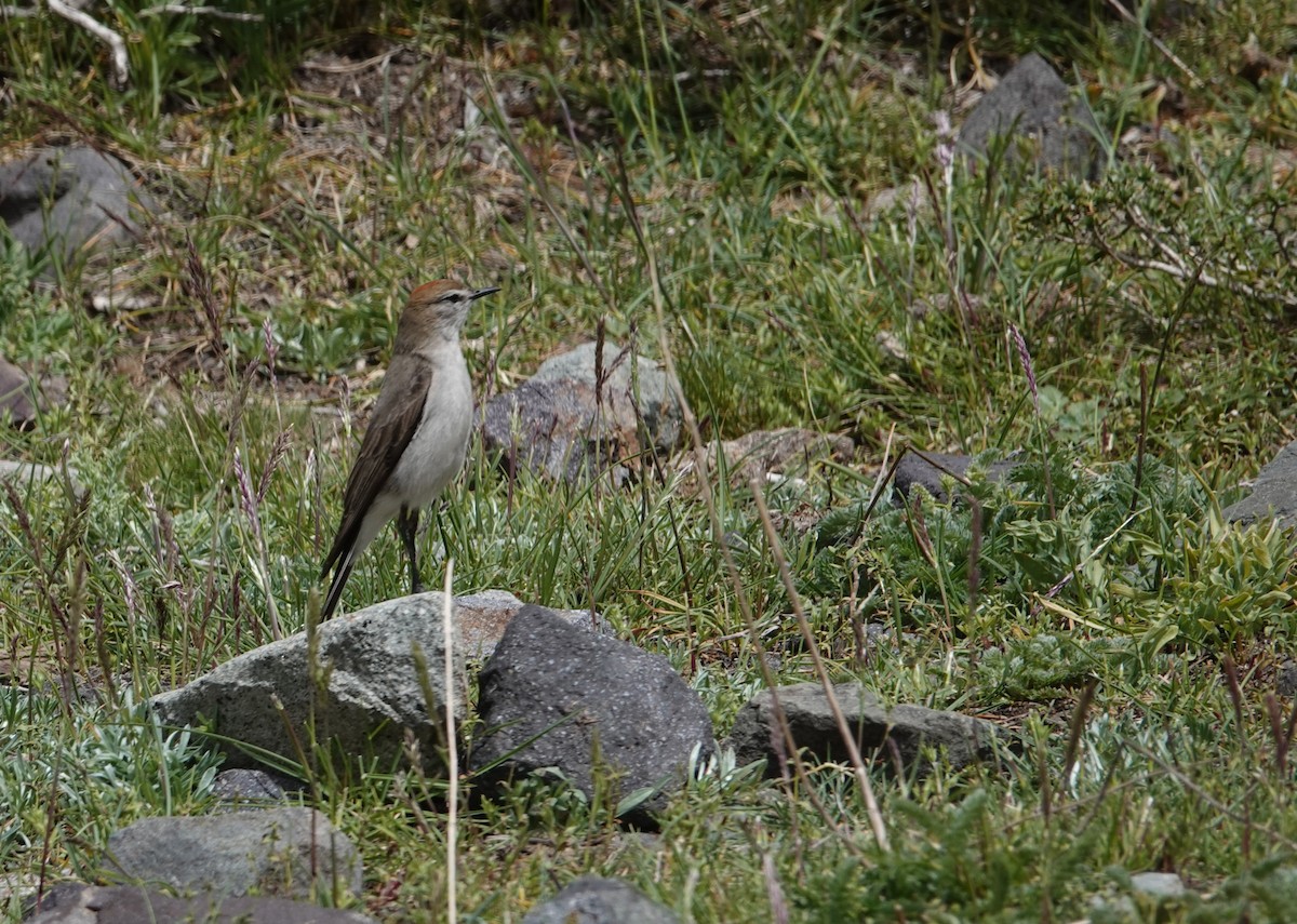White-browed Ground-Tyrant - ML644957653