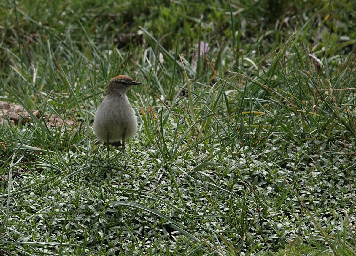 White-browed Ground-Tyrant - ML644957654