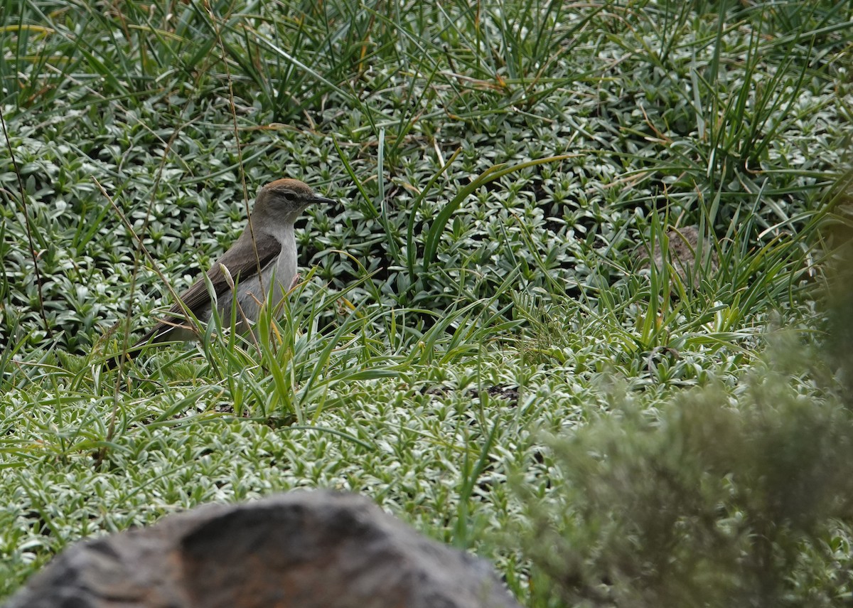 White-browed Ground-Tyrant - ML644957655