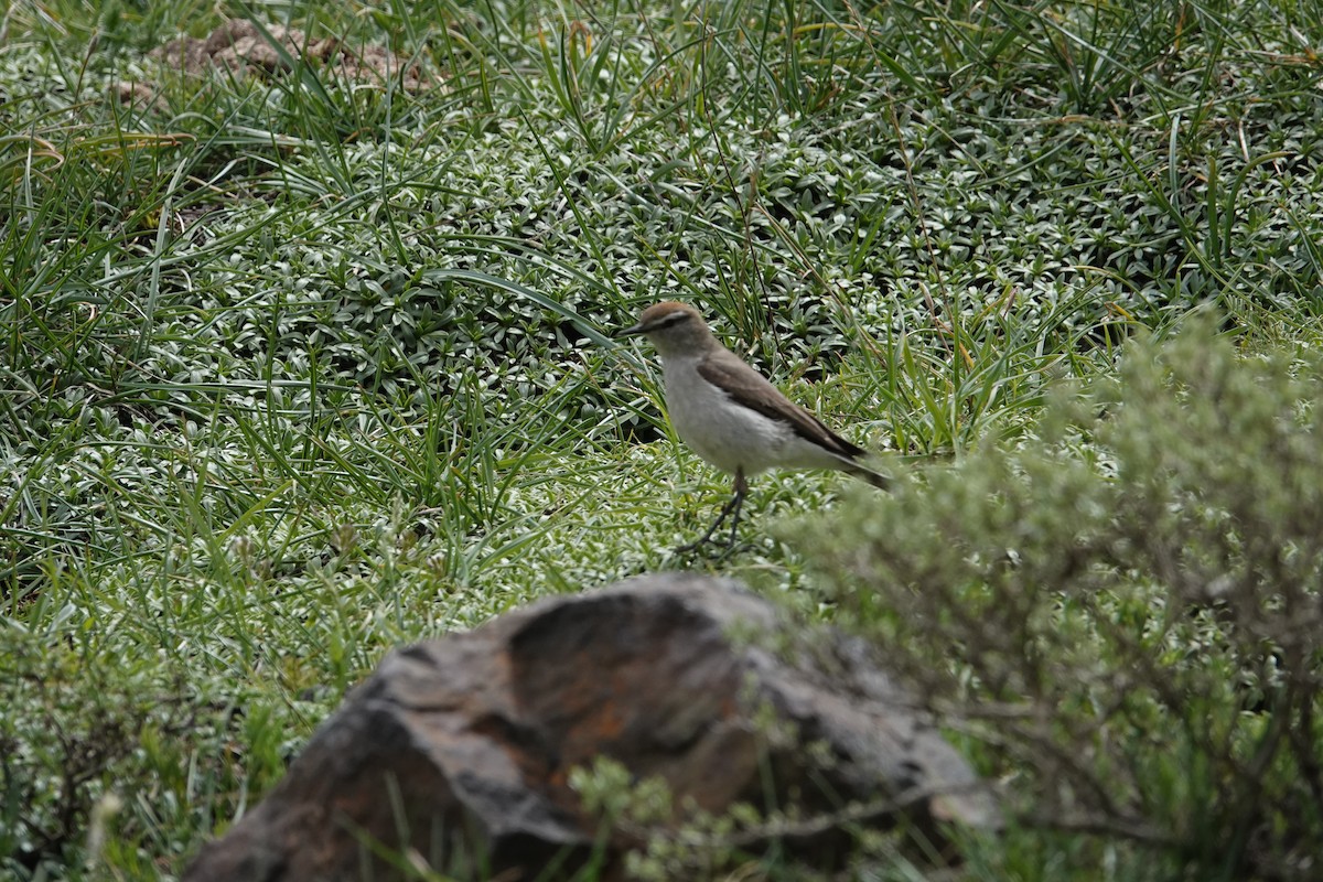 White-browed Ground-Tyrant - ML644957658