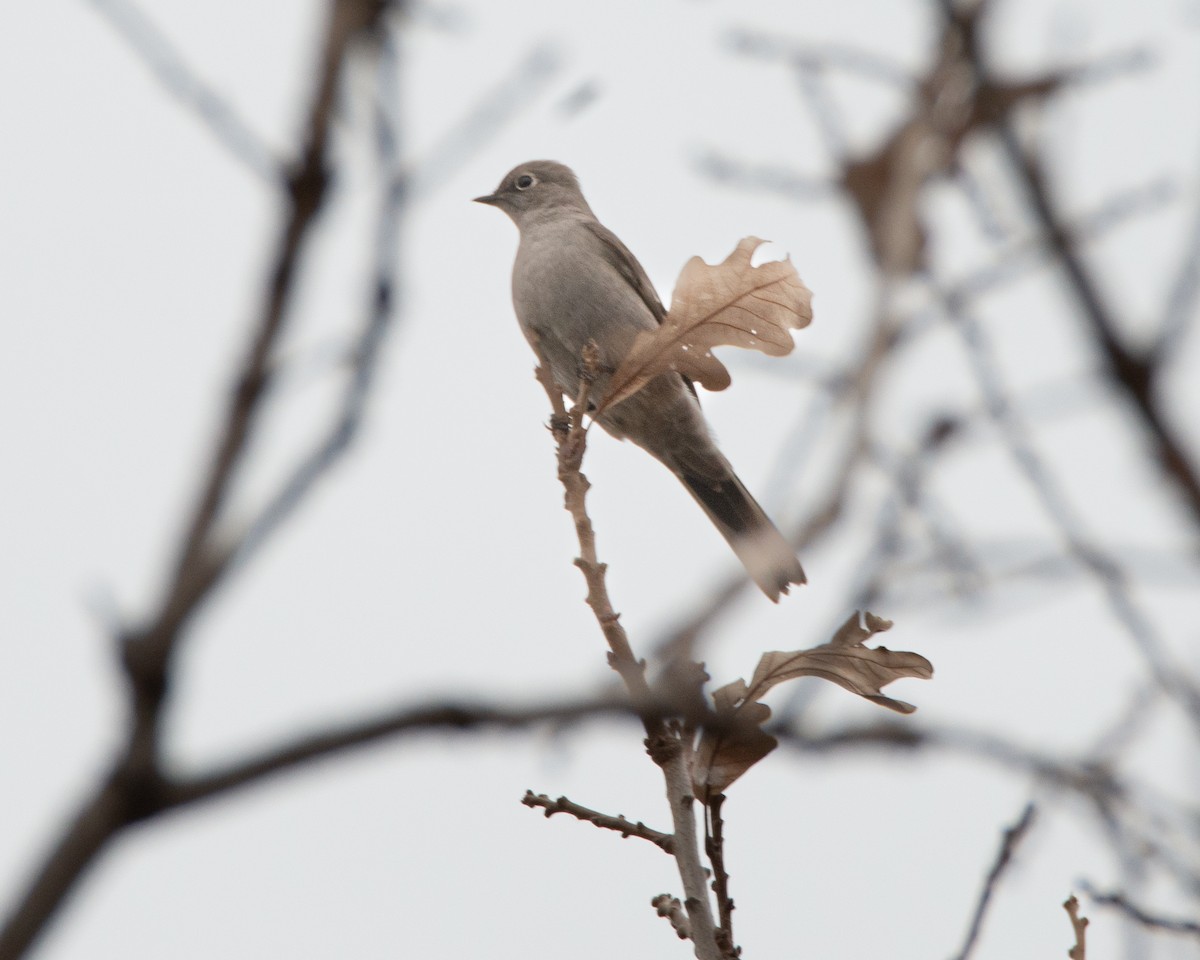 Townsend's Solitaire - ML644957659