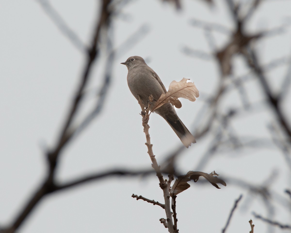 Townsend's Solitaire - ML644957660