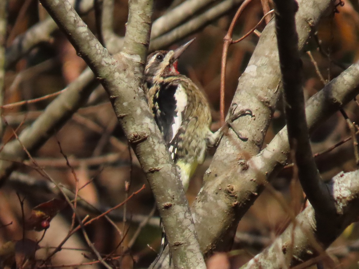 Yellow-bellied Sapsucker - ML644957682