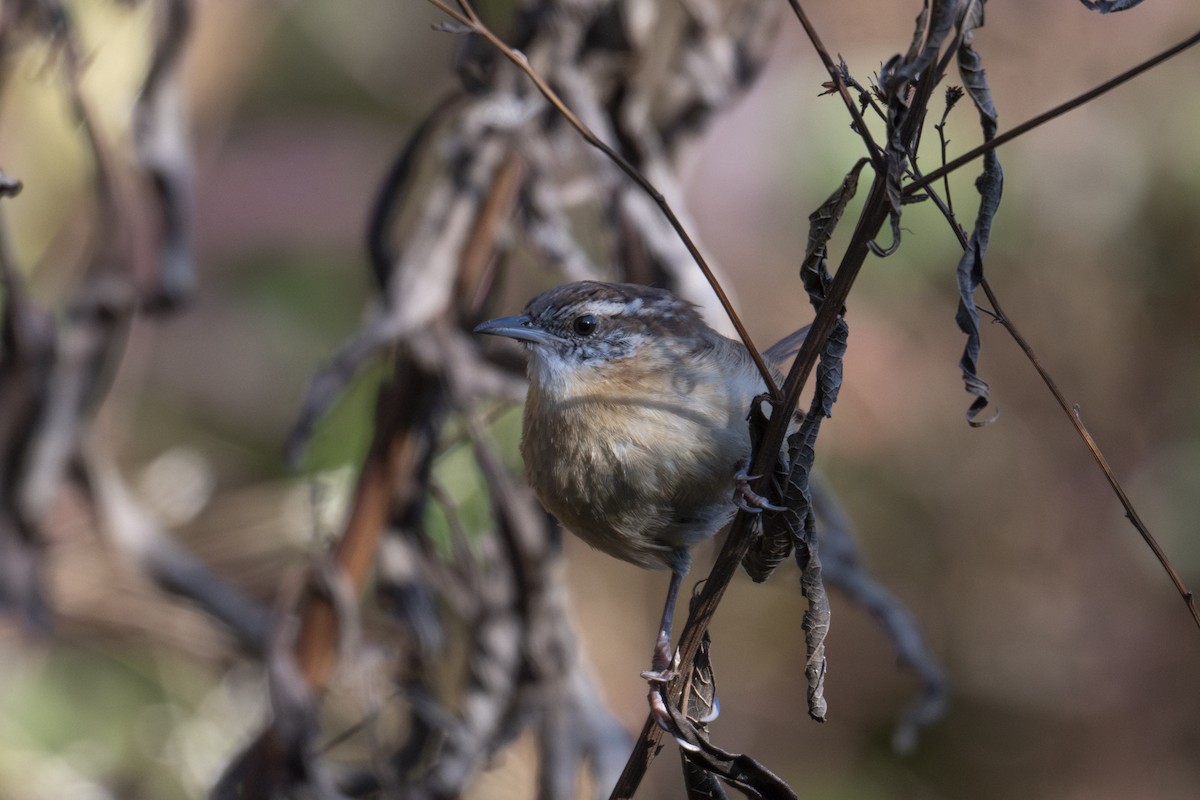 Carolina Wren - ML644957690