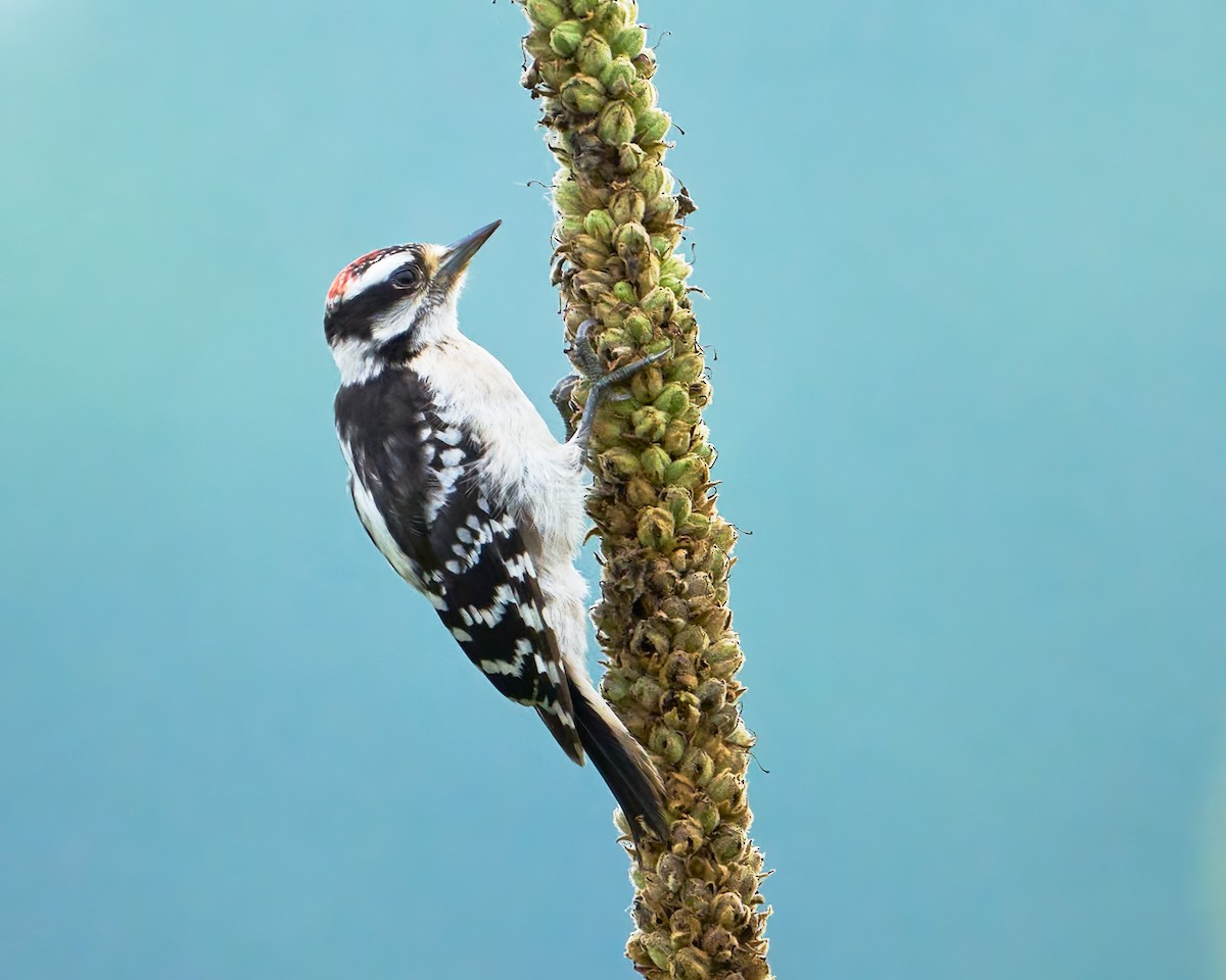 Downy Woodpecker - ML644957693