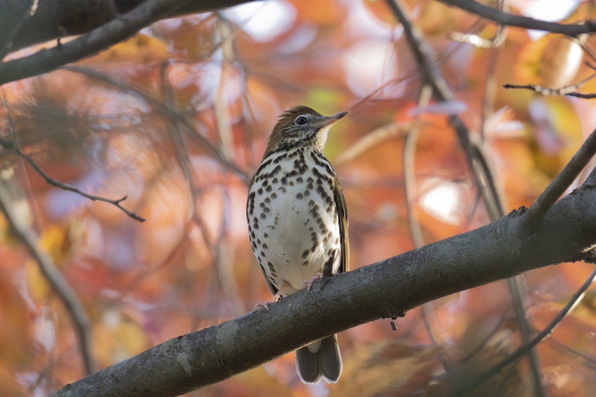 Wood Thrush - ML644957696
