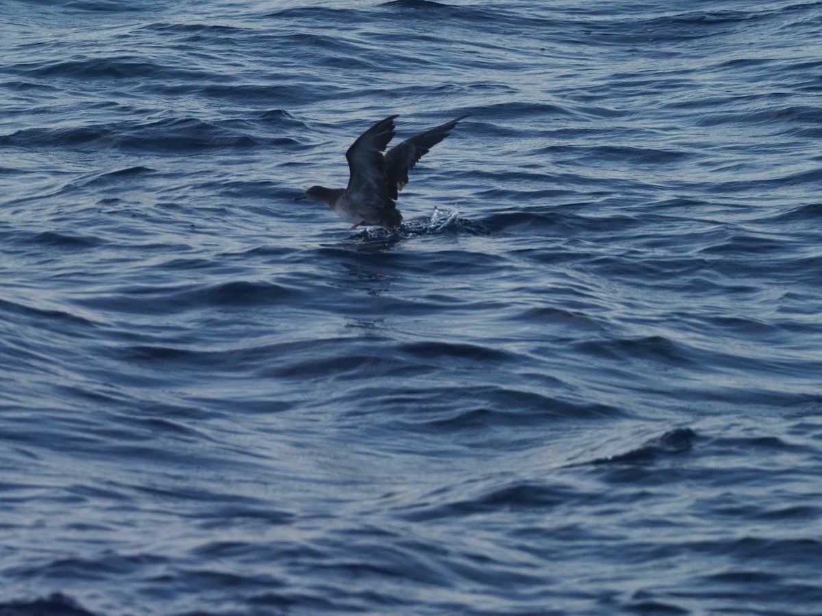 buřňák klínoocasý - ML644957697