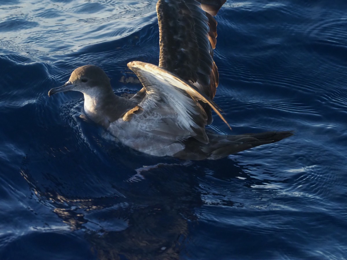 buřňák klínoocasý - ML644957698