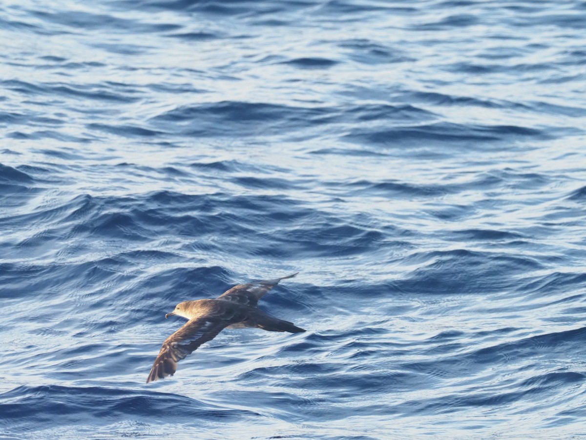 buřňák klínoocasý - ML644957699