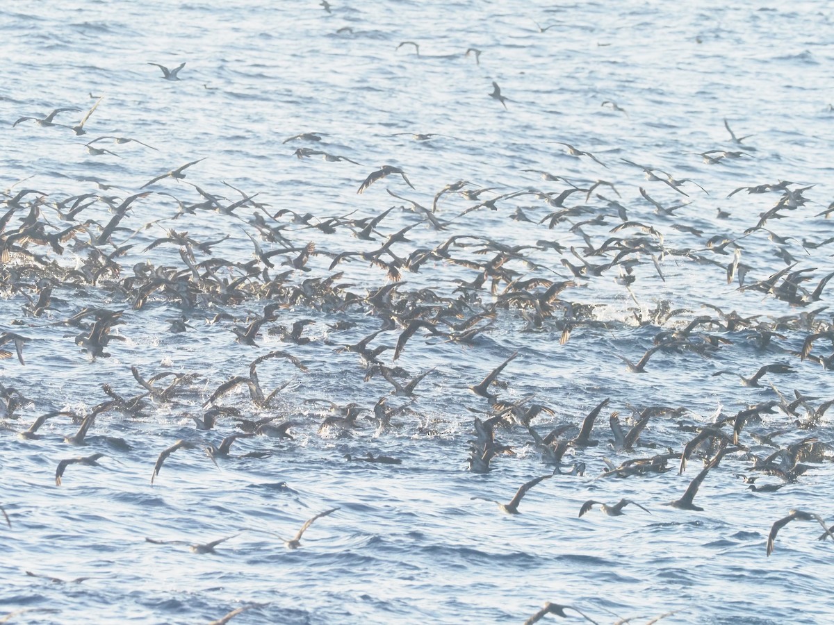 buřňák klínoocasý - ML644957700