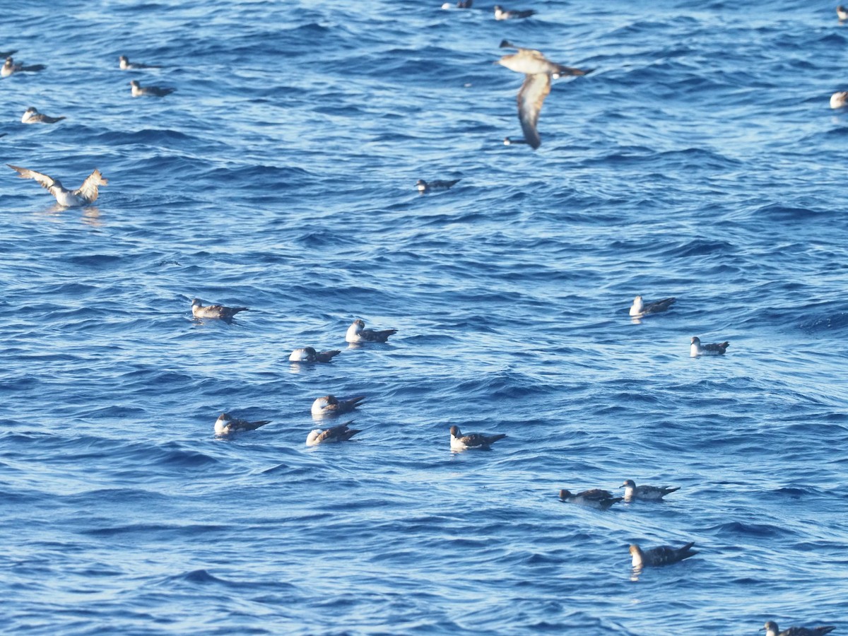 buřňák klínoocasý - ML644957701