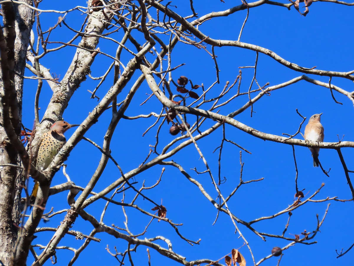 Northern Flicker - ML644957706