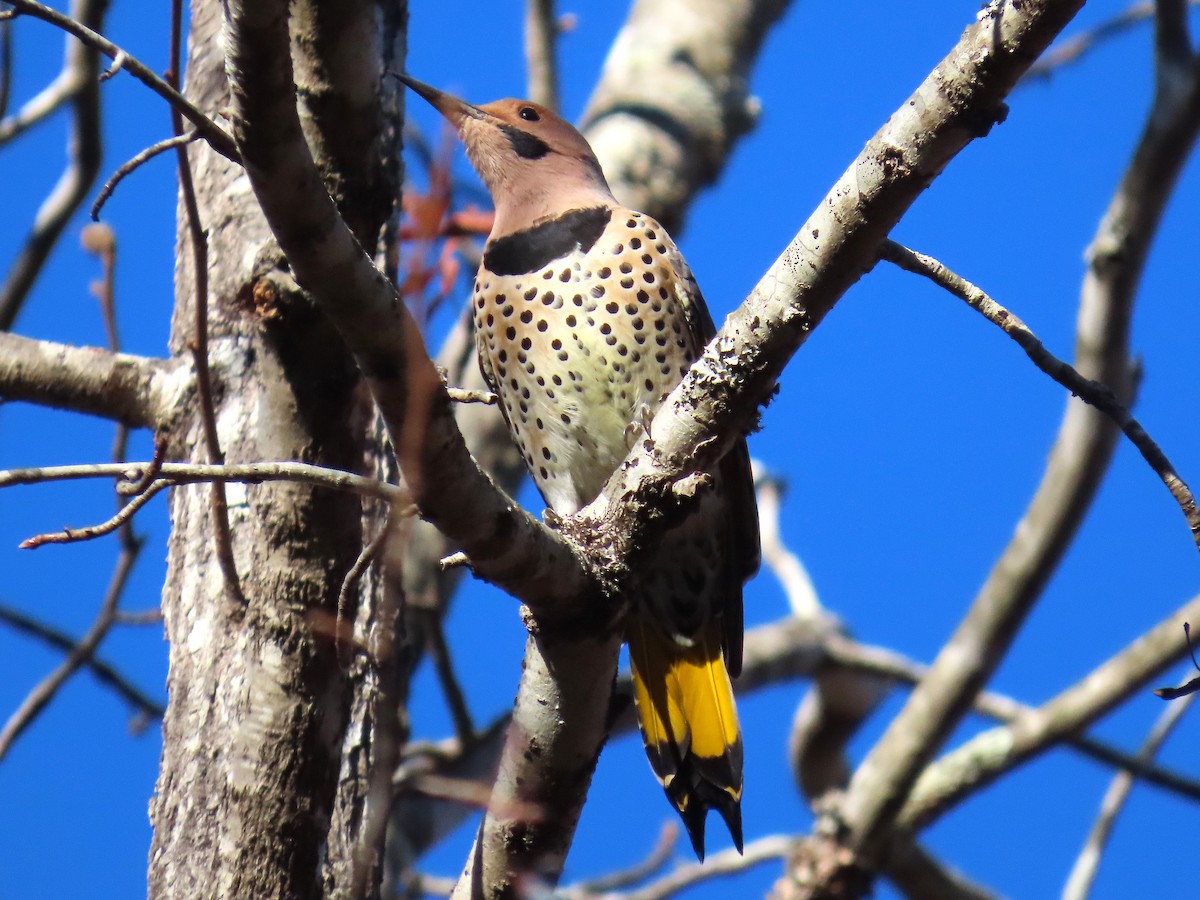 Northern Flicker - ML644957707