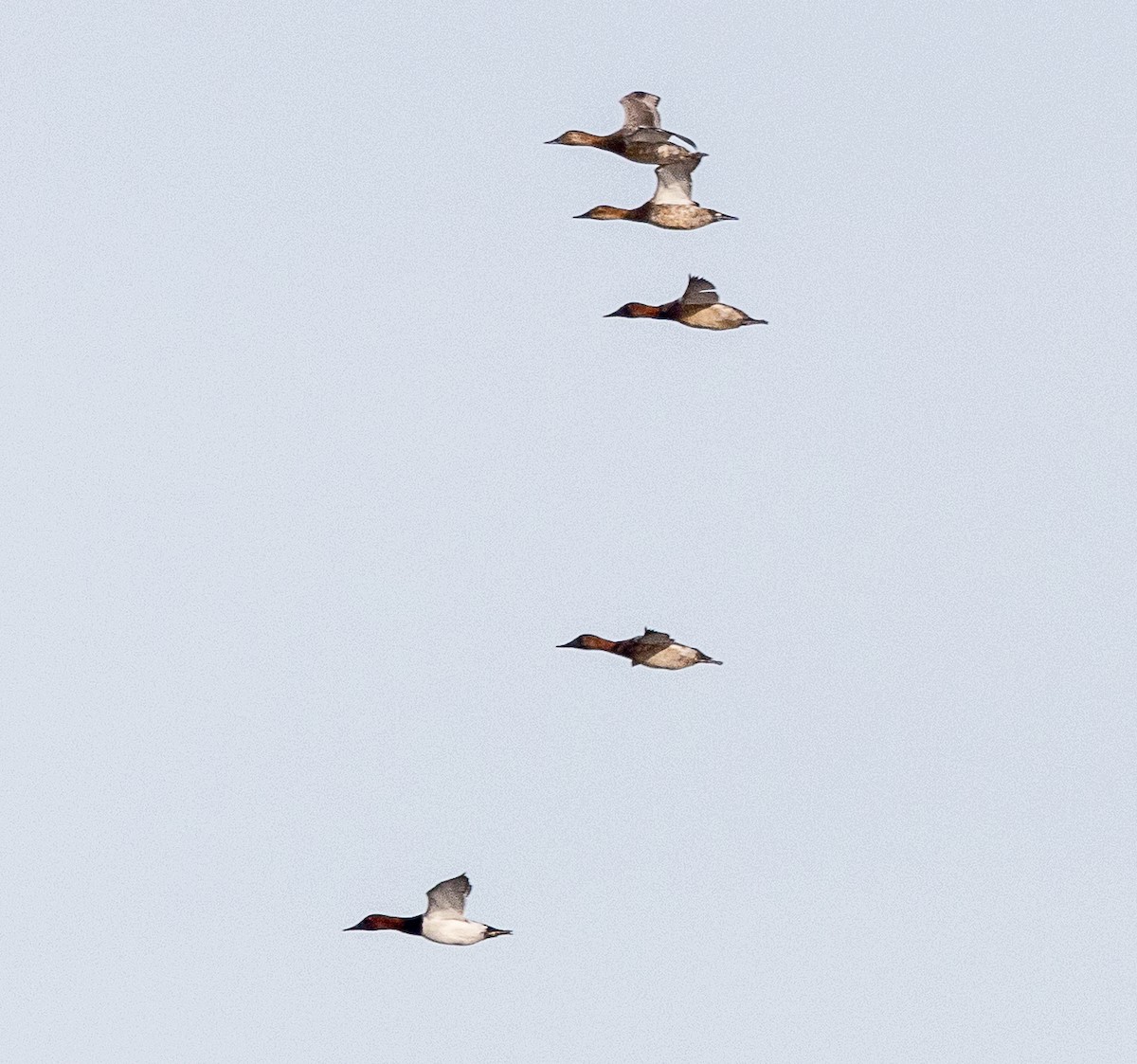 Murgilari bizkarzuria - ML644957709