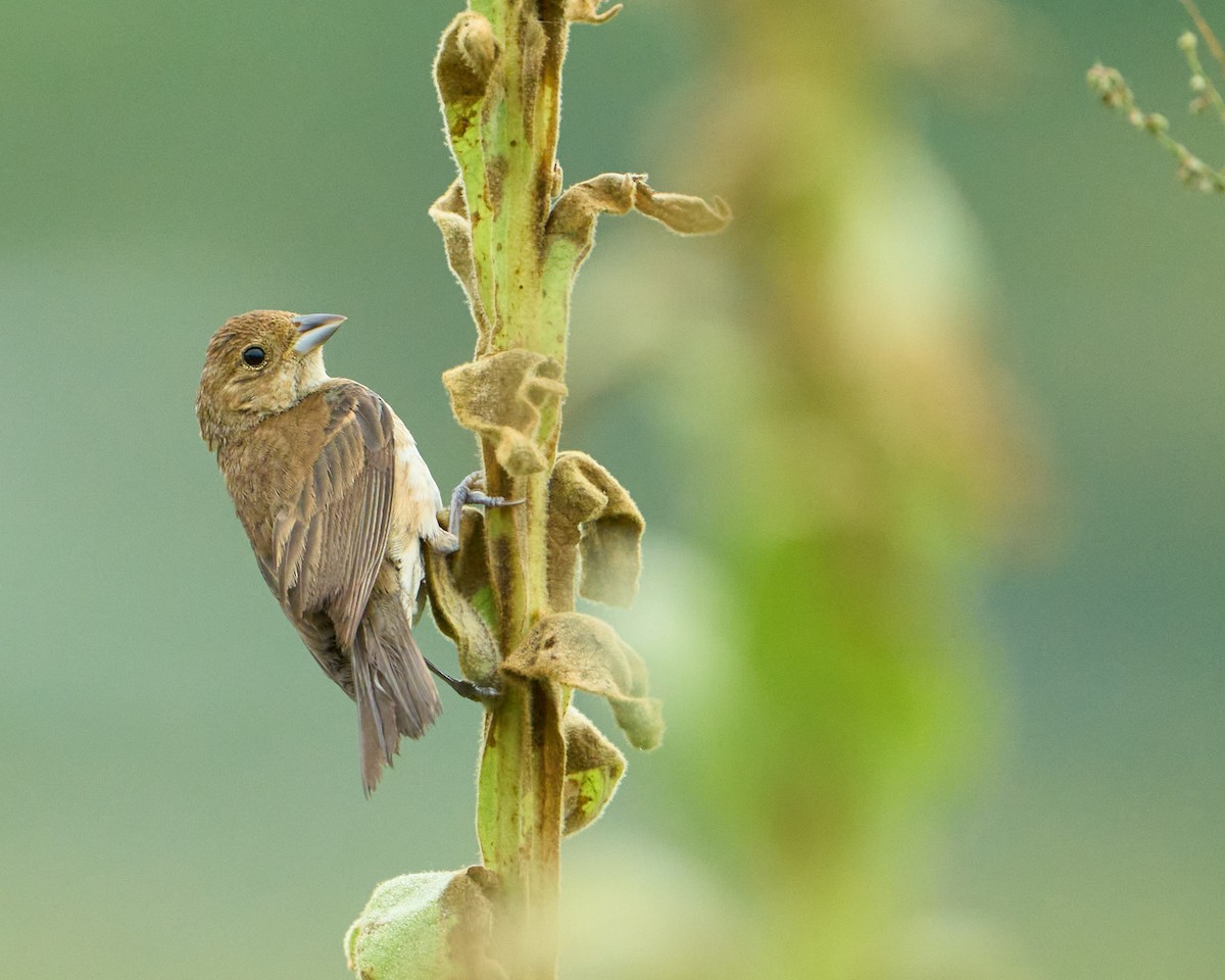 indigospurv - ML644957714