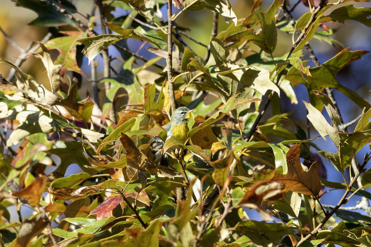 Northern Parula - ML644957736