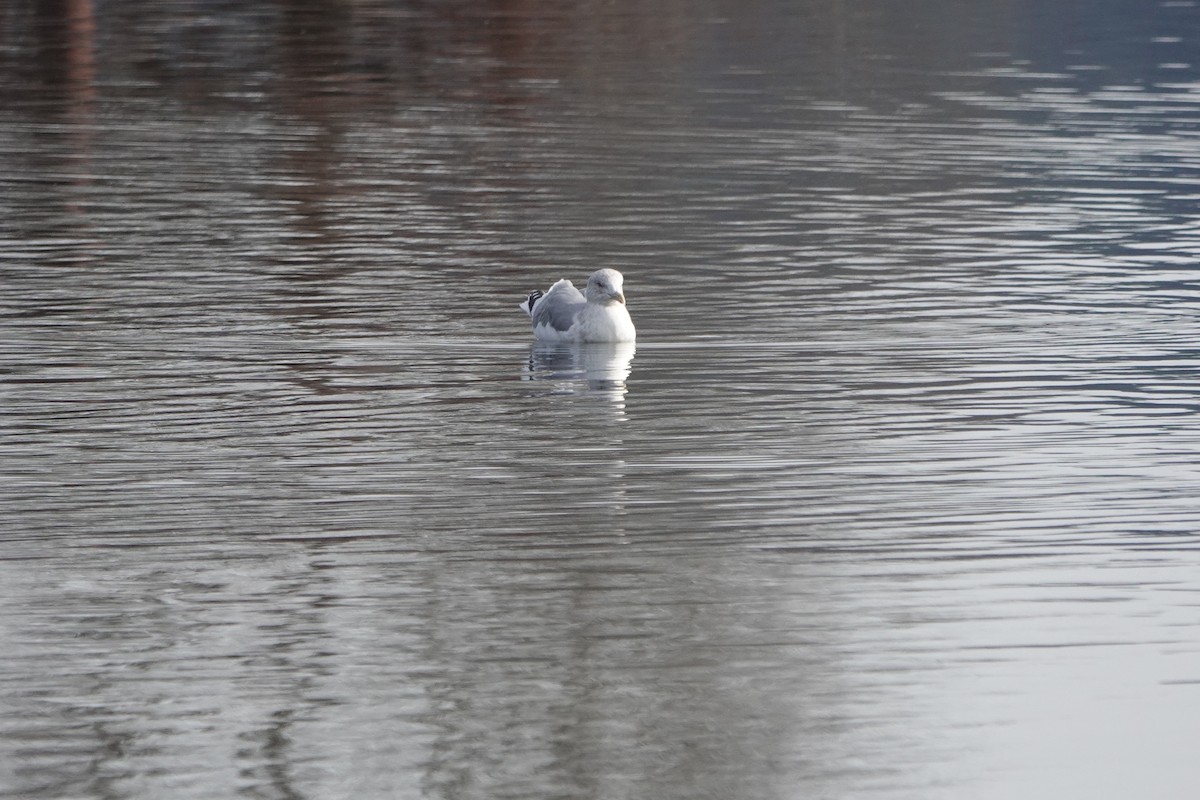 Goéland hudsonien - ML644957743