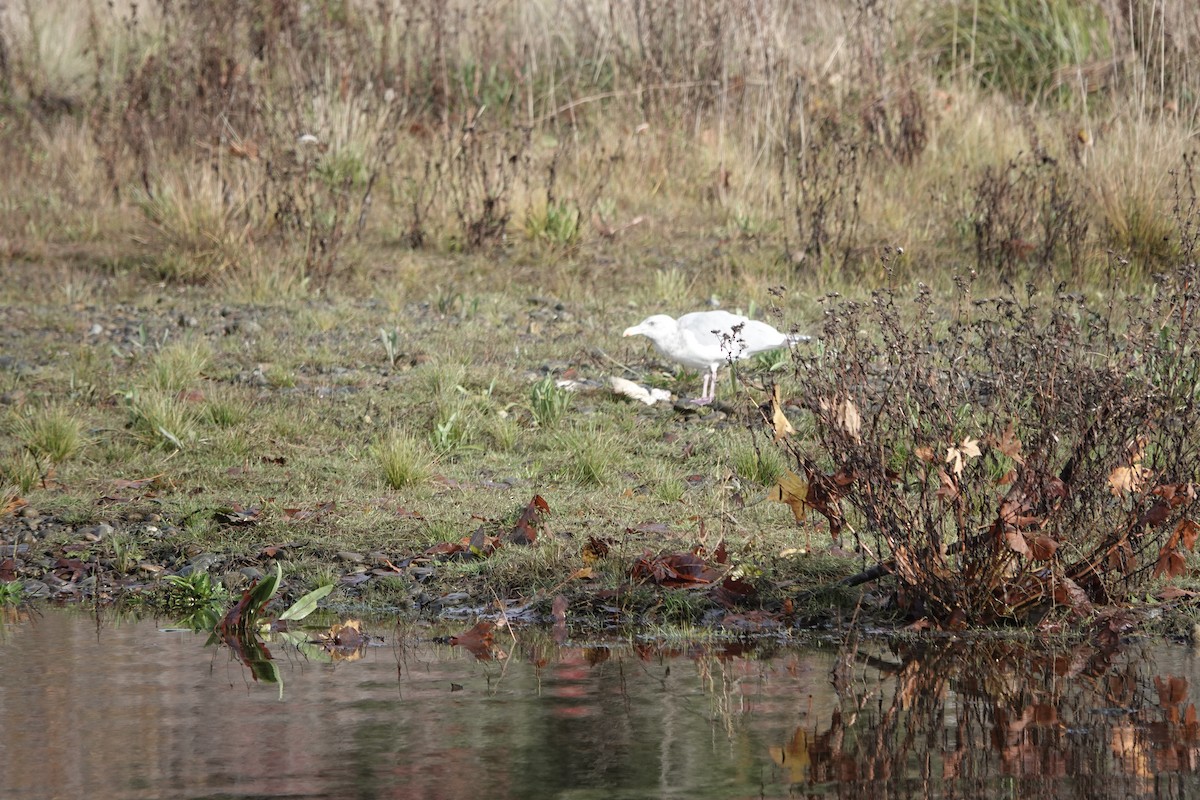 Goéland à ailes grises - ML644957744