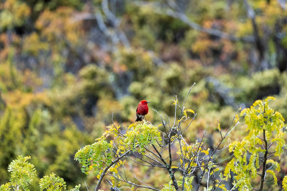 Малиновая апапане - ML644957770