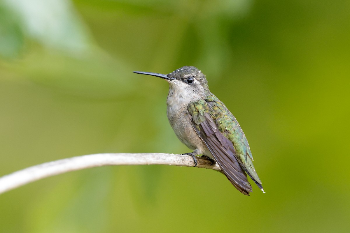 Ruby-throated Hummingbird - ML644957780