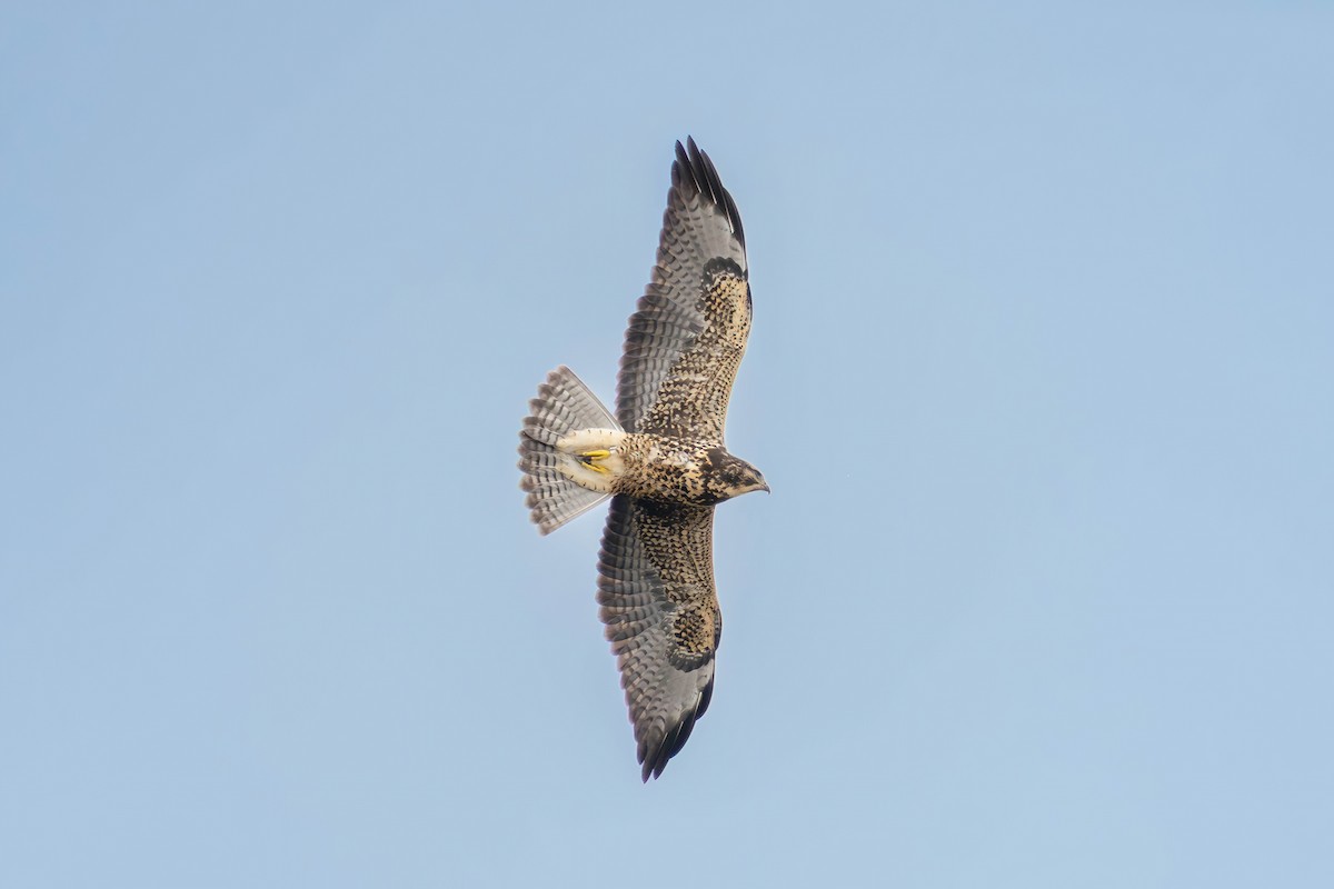 Свенсонов канюк - ML644957781