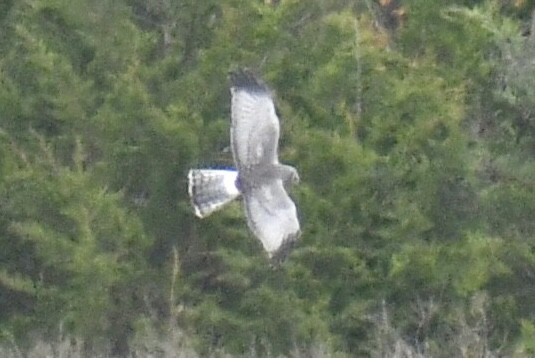 Northern Harrier - ML644957782