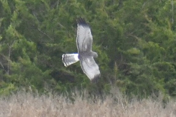 Northern Harrier - ML644957783
