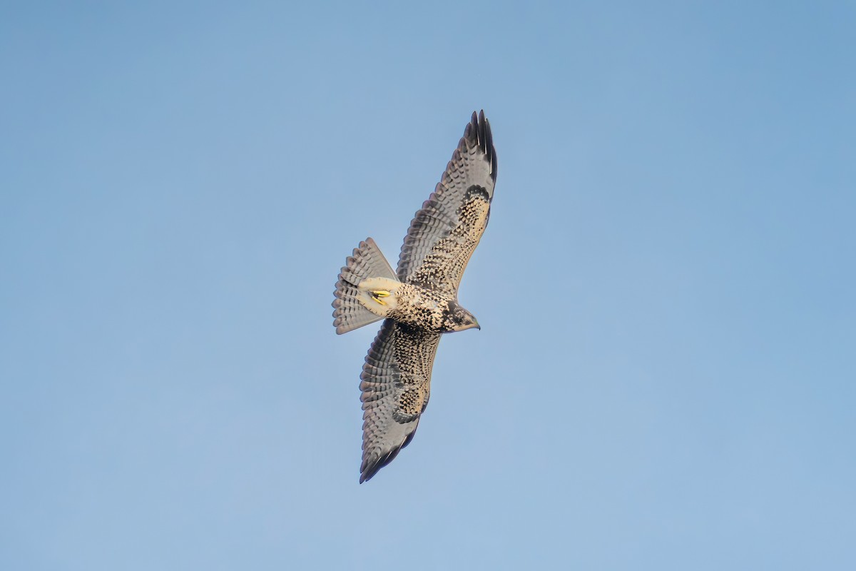 Свенсонов канюк - ML644957792