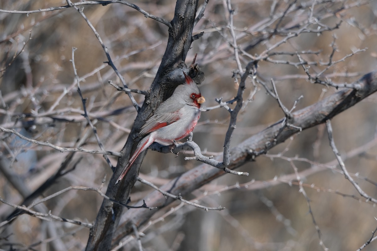 Pyrrhuloxia - ML644957806