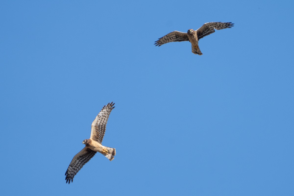 Northern Harrier - ML644957810
