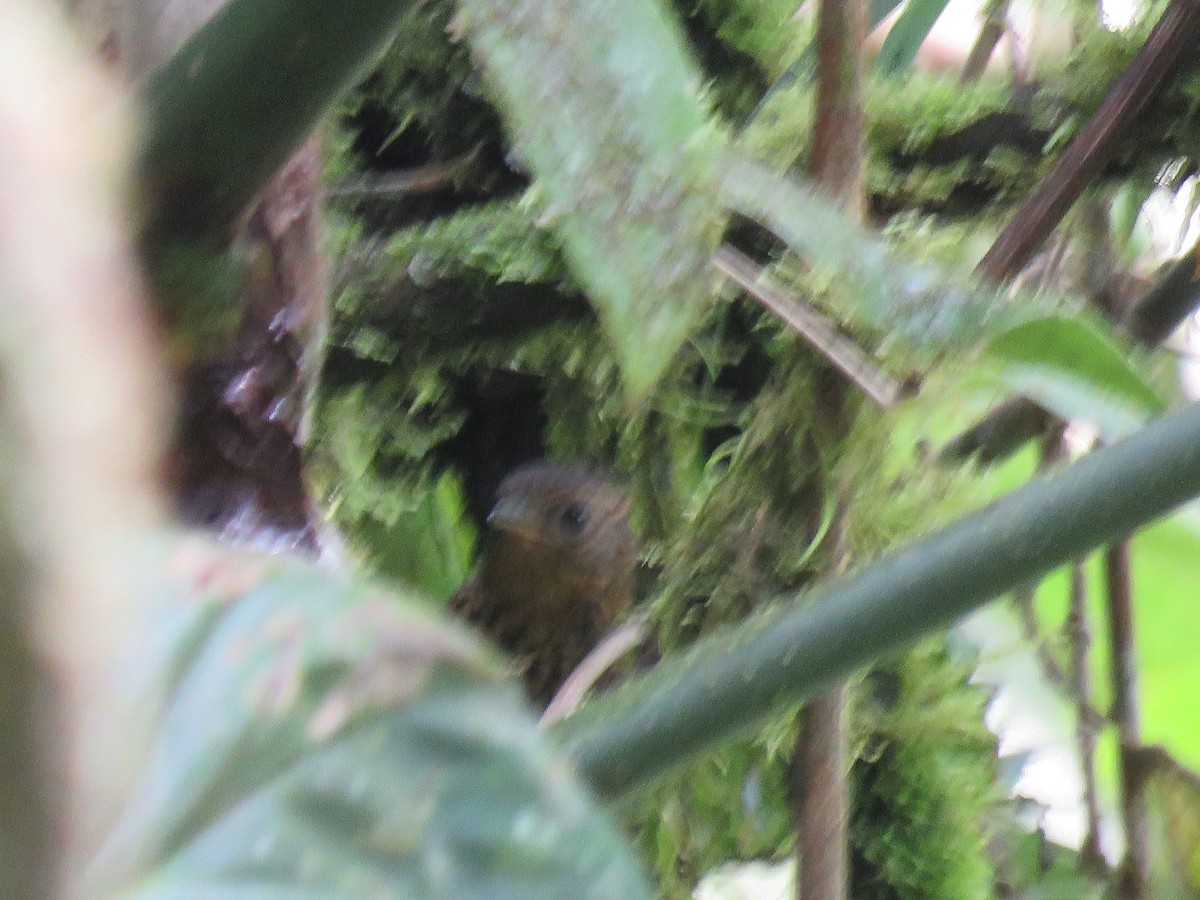 Nariño Tapaculo - ML644957819