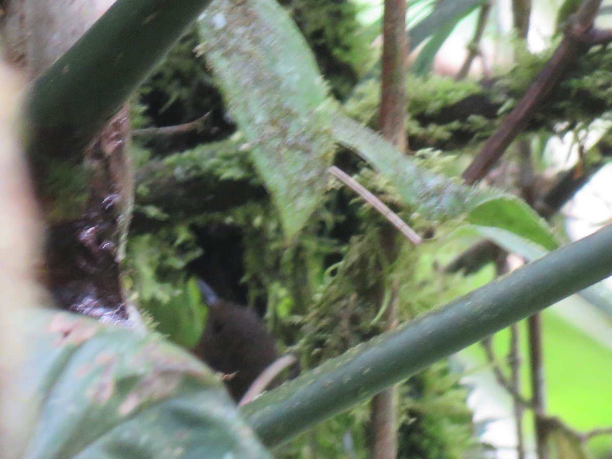 Nariño Tapaculo - ML644957820