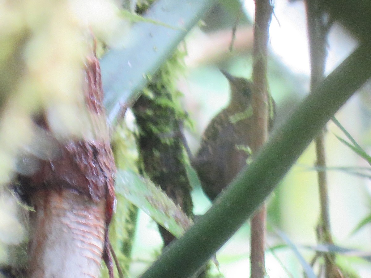 Nariño Tapaculo - ML644957821