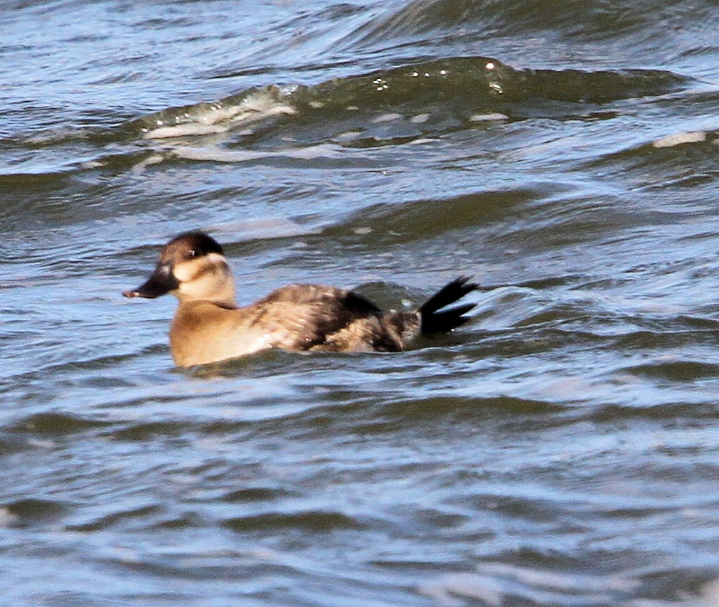 Ruddy Duck - ML644957867
