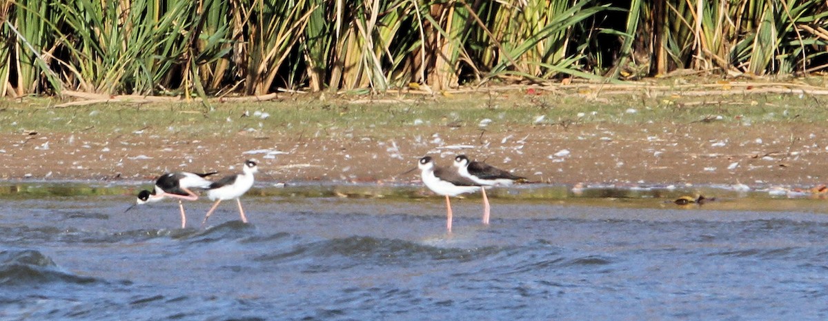 Black-necked Stilt - ML644957881
