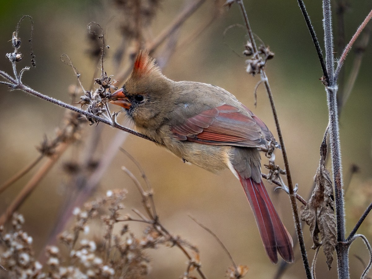 Northern Cardinal - ML644957887