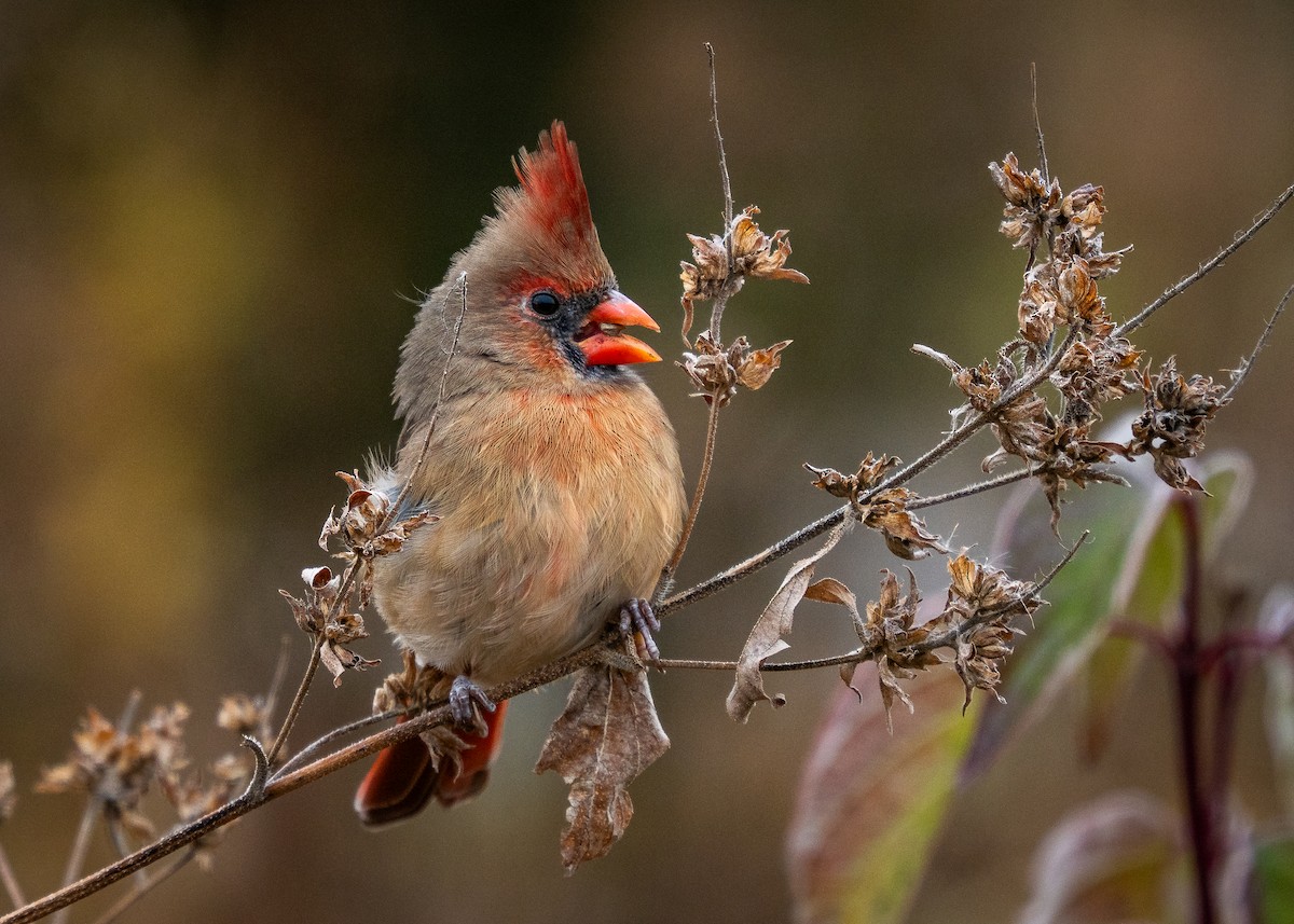 Northern Cardinal - ML644957888