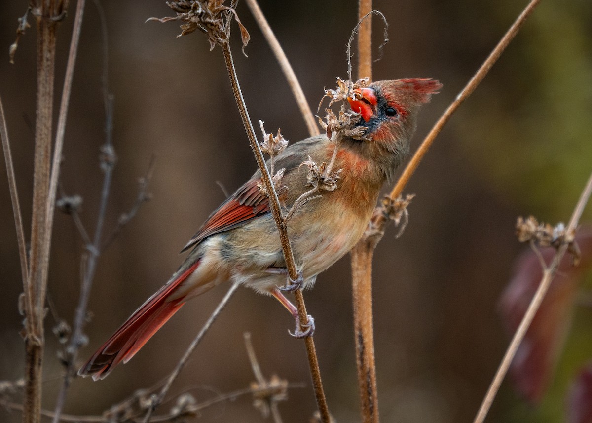 Northern Cardinal - ML644957889