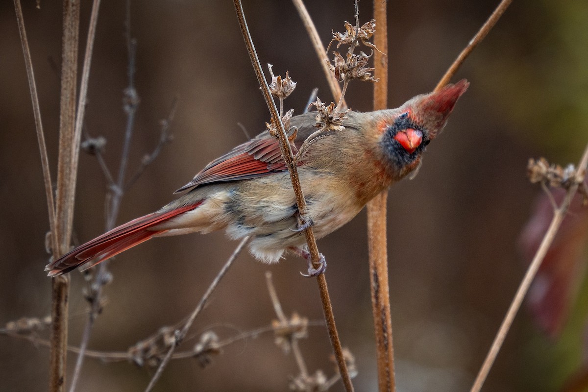 Northern Cardinal - ML644957890
