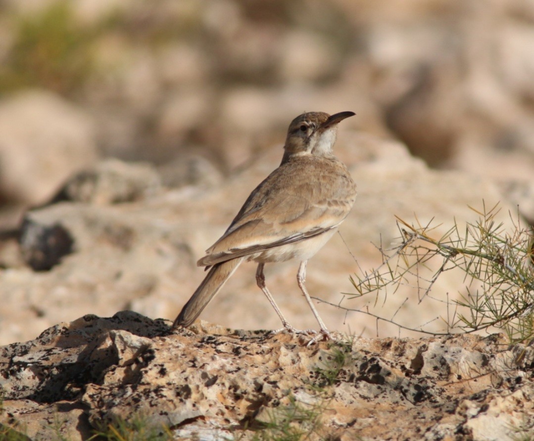 skřivan dudkovitý - ML644957891