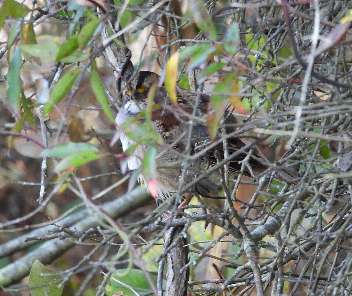 White-throated Sparrow - ML644957912