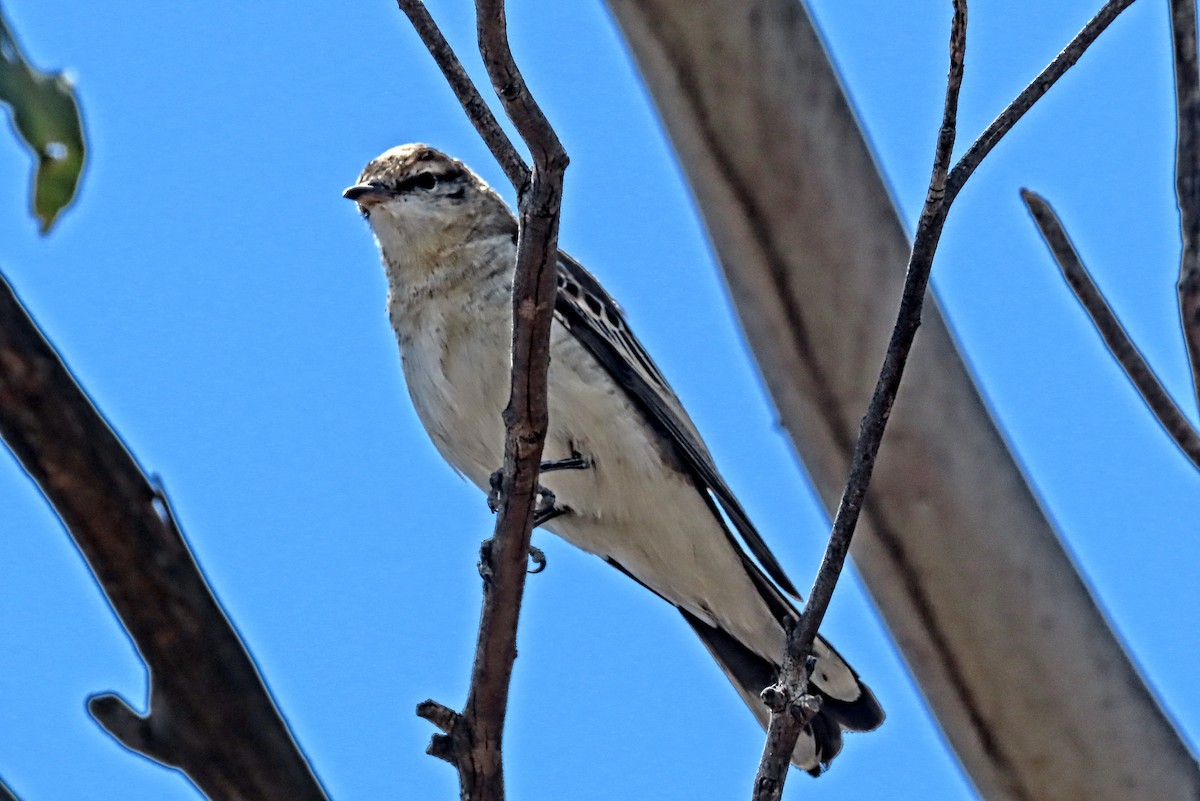 White-winged Triller - ML644957917